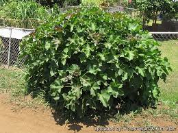 Image result for Jatropha