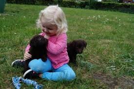 Bei deinetierwelt findest du viele rassehunde von chihuahua bis irish wolfhound. Rassehunde Auf Tiere De
