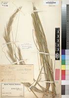 Image result for Aristida pilgeri