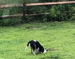 Dog and cat adoption in garden grove, california: Fenced Yard Requirements Peppermint Pig Animal Rescue