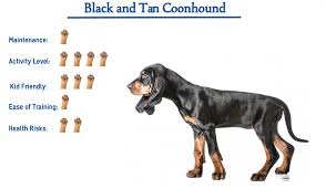 Clearly he has really grown nicely. Black And Tan Coonhound Everything You Need To Know At A Glance