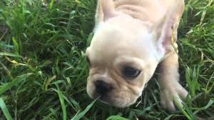 And, like all pieds, they are very unique in their patterning. Absolutely Stunning Honey Pied French Bulldog Youtube