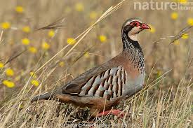 Image result for Alectoris rufa