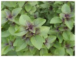 Maybe you would like to learn more about one of these? Bring These 8 Plants Home For Prosperity And Luck In 2018 The Times Of India