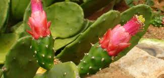 It's been used as a medicinal plant in various indigenous populations in the west. Nopalea Cochenillifera Cochineal Nopal Cactus World Of Succulents