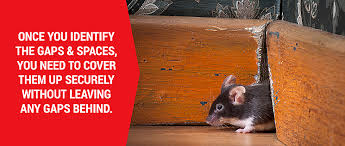 How To Keep Mice Out Of Your Rv