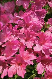 Pin On Gardening