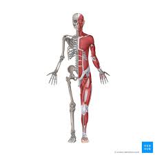 Contains bone forming cells that help the bone increase in diameter as. Musculoskeletal System Anatomy And Functions Kenhub