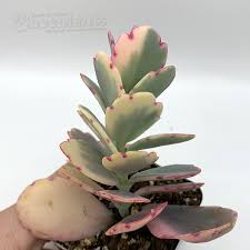 Image result for Kalanchoe fedtschenkoi