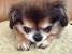 Chug Pug Chihuahua Mix