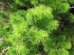 Image result for Asparagus macowanii