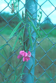 Image result for Oxyanthus latifolius