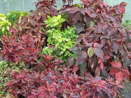 Image result for Acalypha volkensii