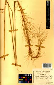 Image result for Panicum phragmitoides