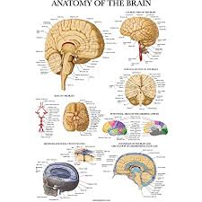 Maybe you would like to learn more about one of these? Amazon Com Anatomy Of The Brain Anatomical Chart Anatomical Chart Company Industrial Scientific