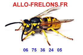 Comment faire fuire les guepes. Allo Frelons Elimination Des Nids De Frelon Frelons Asiatiques Guepes