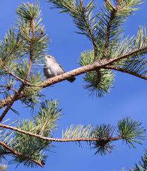 Join the Great Backyard Bird Count Feb. 14-17
