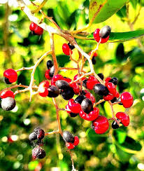 Image result for Apodytes dimidiata