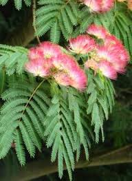 Image result for Albizia glaberrima