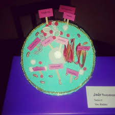 Check spelling or type a new query. Animal Cell Model Foam Ball Sliced In Half Find A Friend Of The Student To Split
