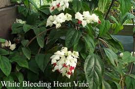 We did not find results for: White Bleeding Heart Vine Perennials All Almost Eden
