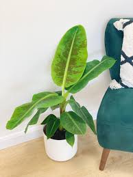 Image result for Musa Cavendish