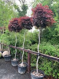 Acer platanoides 'crimson sentry' columnar red norway m. Acer Crimson Sentry High Standard Twisted Stem Caragh Nurseries