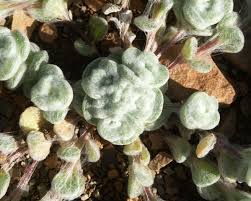 Image result for Helichrysopsis