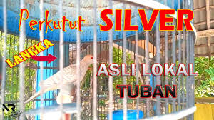 Suara perkutut warna silver crossing suara besar cocok untuk. Burung Perkutut Silver Asli Lokal Alam Tuban Youtube