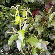 Image result for Gouania