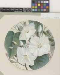 Image result for Ipomoea prismatosyphon