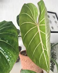 Philodendron Gloriosum Shade Garden Plants Leafy Plants Plants