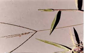 Image result for Digitaria sanguinalis
