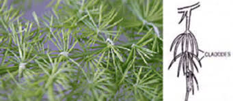 The young plants are clones of the parent plant. Modification Of Stem Underground Suareal And Areal Modifications