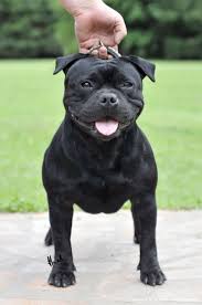 American Staffordshire Bull Terrier Black And White Pin On Avatar Kennel