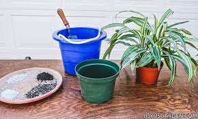 Water your draceanas whenever the top. How To Repot Dracaena Lemon Lime Joy Us Garden
