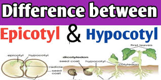Check spelling or type a new query. Epicotyl And Hypocotyl In Seed Differences Function And Definition Biologysir