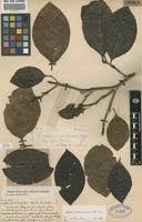 Image result for Sarcocephalus