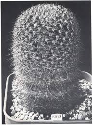 A New Review Of Mammillaria Names D K Visualizza altre idee su piante grasse, piante, cactus. bioone