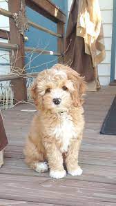 Litter box trained come with first set of vaccines vet check and tested for more information call or text 270 748 xxxx. Toy Poodle Craigslist Online Shopping