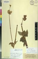 Image result for Cyathula cylindrica