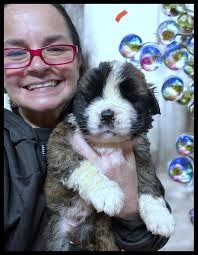 Sometimes dogs land in your lap, literally. This female puppy found her way  to one of our fosters yesterday and even though she is a large breed, we  think St. Bernard mix,