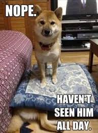 12 National Sibling Day Memes That Sum Up What It S Like Having Brothers And Sisters Funny Animals Cute Funny Animals Funny Animal Pictures