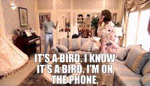 Discography, as well as band biography and user reviews. Yarn It S A Bird I Know It S A Bird I M On The Phone Arrested Development 2003 S01e03 Bringing Up Buster Video Gifs By Quotes 769602ae ç´—