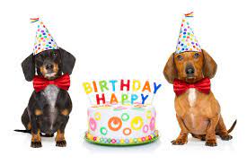 What Is The Dachshund Life Expectancy