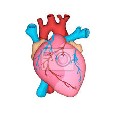 Maybe you would like to learn more about one of these? Anatomisch Genaues Menschliches Herz Vektor Illustration Fototapete Fototapeten Aorta Medicals Nubes Myloview De