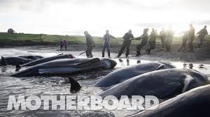 Whale hunt in faroe islands turns sea red with blood. The Grind Whaling In The Faroe Islands Full Length Youtube