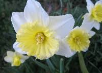 Hours may change under current circumstances Flowers By Lani 92036 Florists 760 765 4761 Julian California Shopping