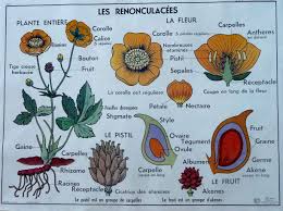 Les Renonculacees Affiche Scolaire Affiches Scolaires Affiche Botanique Scolaire