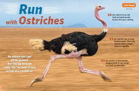 Since an ostrich can't fly, to escape its predators, it must be fast on the ground. Run With Ostriches Nwf Ranger Rick